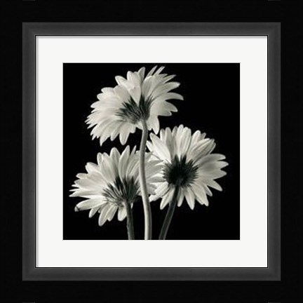 Framed Gerber Daisies II Print