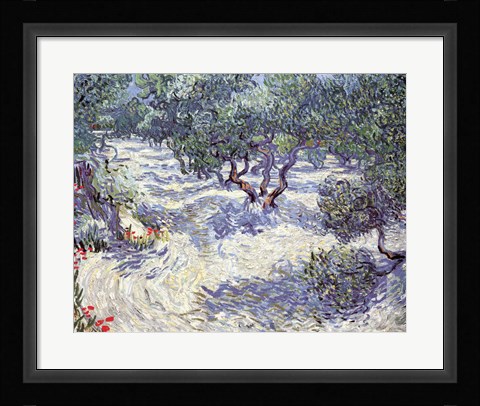 Framed Olive Orchard Print