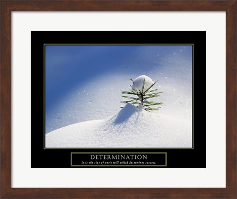 Framed Determination - Little Pine Print