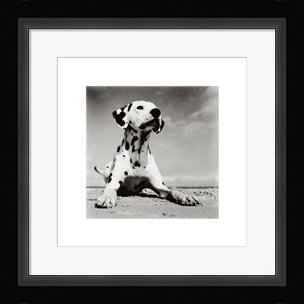 Framed Dalmation Puppy Print