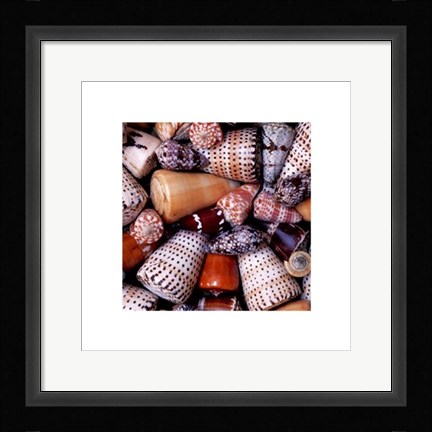 Framed Cone Shells Print