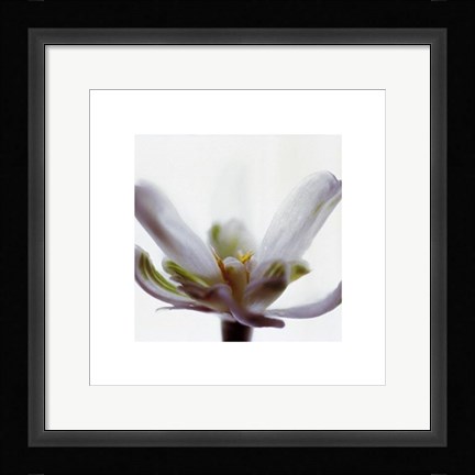 Framed White Flower Print