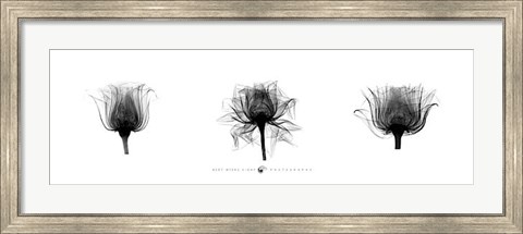 Framed X-Ray Rose Triptych Print