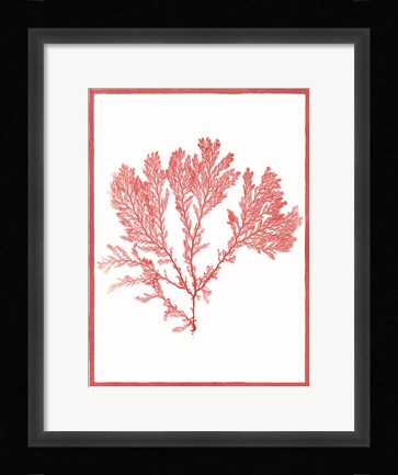 Framed Sea Things I Print