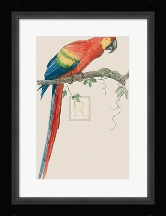 Framed Aca Aracanga Print