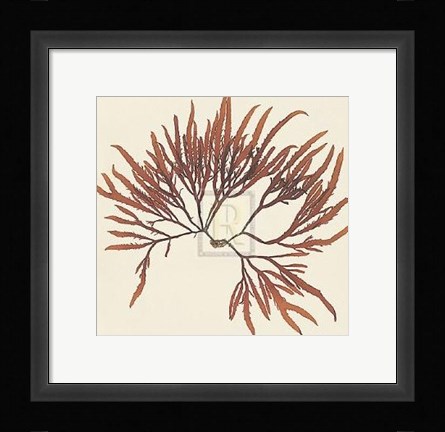 Framed Calliblepharis Jubata Print