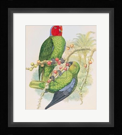 Framed Geoffroyius Timorlaoensis Print