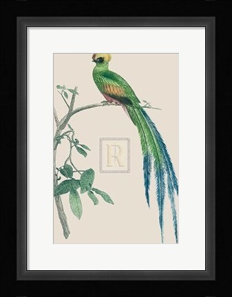 Framed Le Couroucou Resplendissant Print