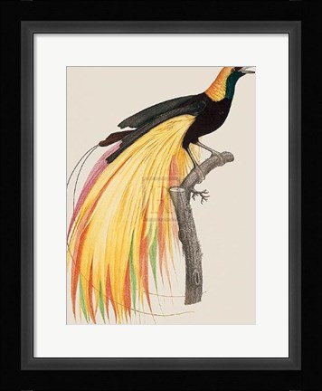 Framed Le Grand Oiseau De Paradis Emeraude Print