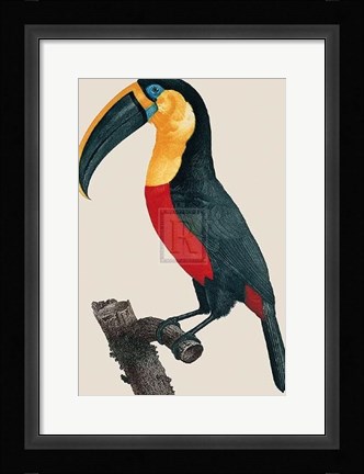 Framed Le Grand Toucan Print
