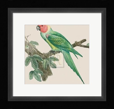 Framed Le Petit Ara Print