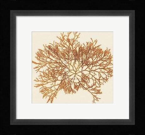 Framed Lomentaria Articolata Print