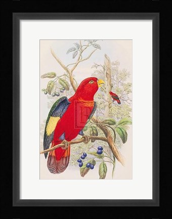 Framed Lorius Tibialis Print