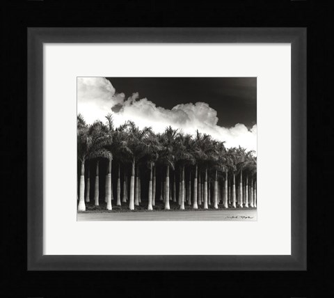 Framed White Palms, Costa Rica Print