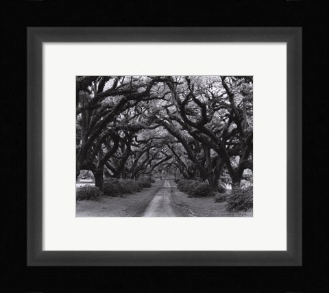 Framed Path In The Oaks #2, Louisiana Print