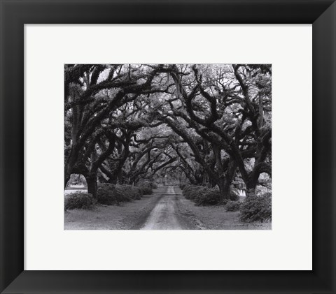 Framed Path In The Oaks #2, Louisiana Print