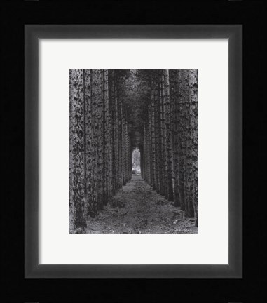 Framed Red Pines, Empire, Michigan Print