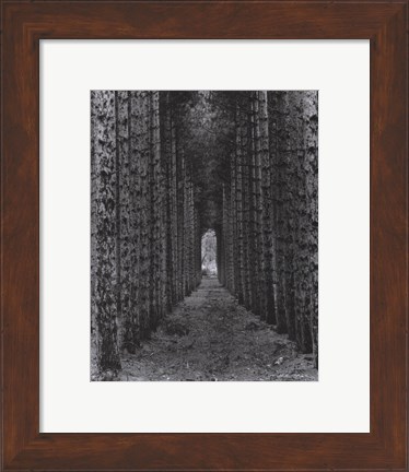 Framed Red Pines, Empire, Michigan Print