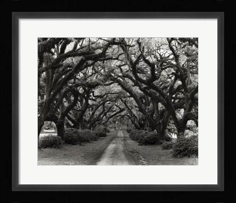 Framed Path In The Oaks #2, Louisiana Print