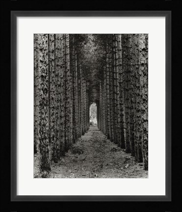 Framed Red Pines, Empire, Michigan Print