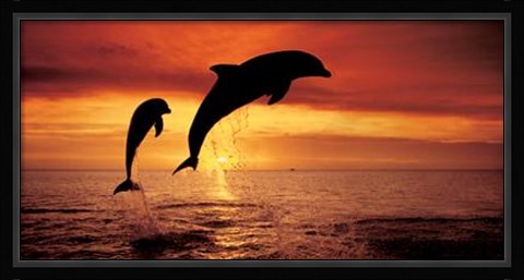 Framed Bottlenose Dolphins, The Caribbean Print