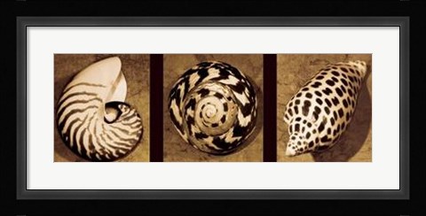 Framed Shell Trio Print