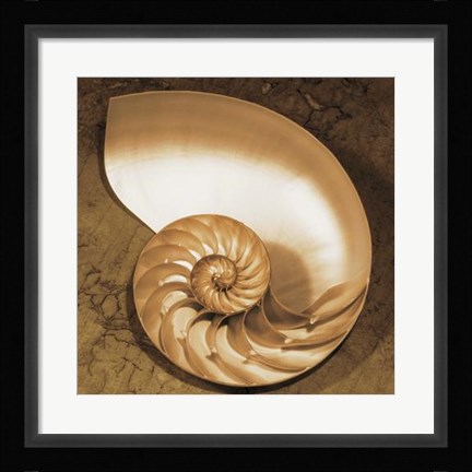 Framed Chambered Nautilus Print