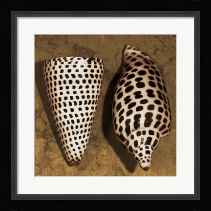 Framed Cone Seashell Print
