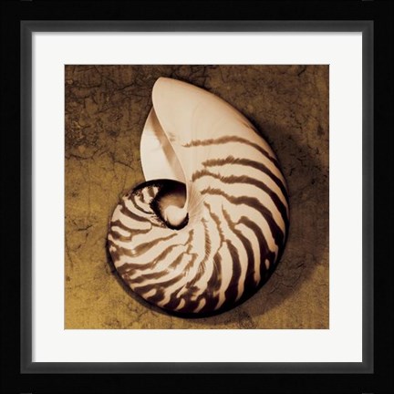 Framed Nautilus Print