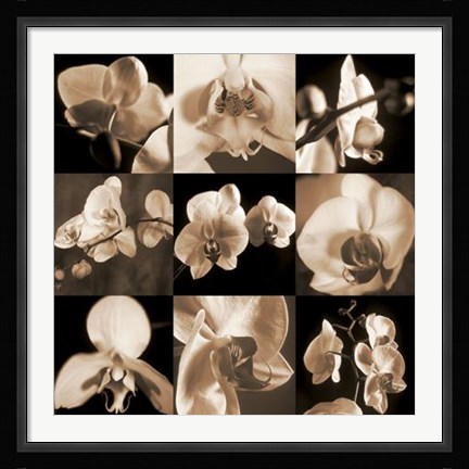 Framed Orchid Bouquet Print