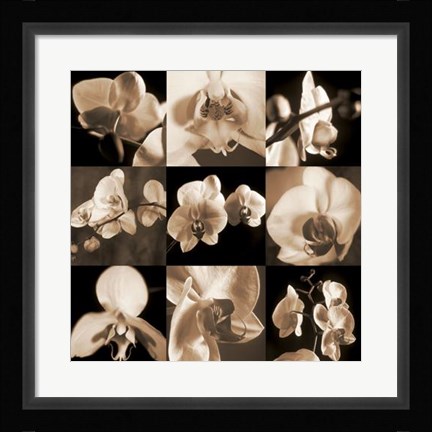 Framed Orchid Bouquet Print