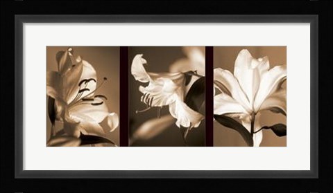 Framed Lily Trio Print