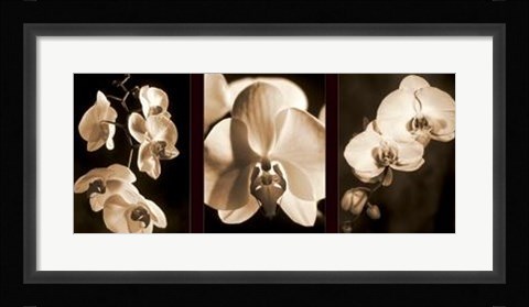 Framed Orchid Trio Print