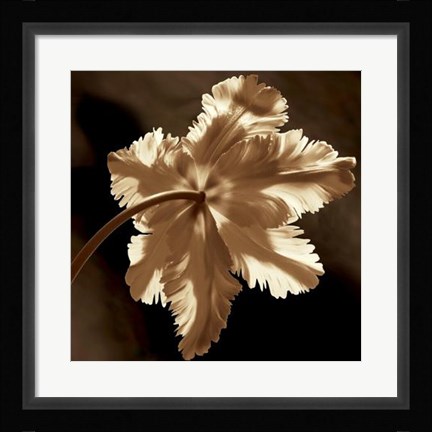 Framed Parrot Tulip II Print