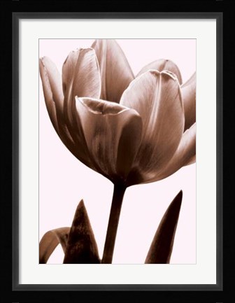 Framed Tulip In Sepia I Print