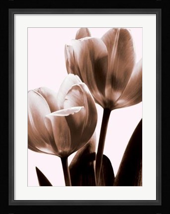 Framed Tulip In Sepia II Print