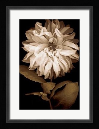 Framed Dahlia I Print