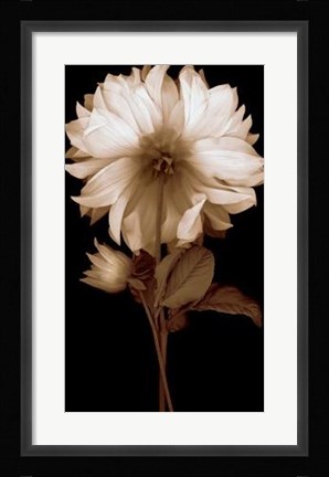 Framed Dahlia II Print
