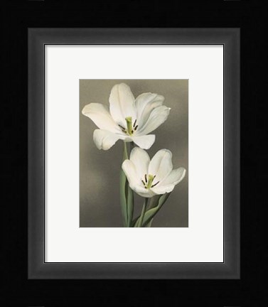 Framed Tulipani Print