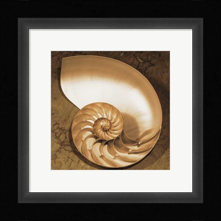 Framed Chambered Nautilus Print