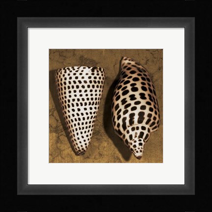 Framed Cone Seashell Print
