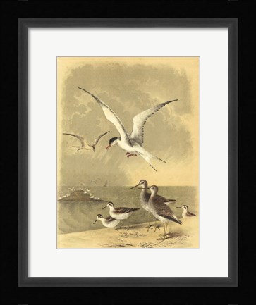 Framed Coastal Dwellers I Print