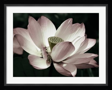 Framed Blossom Print