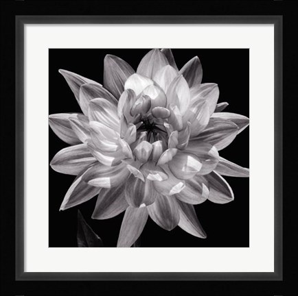 Framed White Dahlia I Print