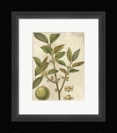 Framed Leaves I Print