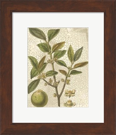 Framed Leaves I Print