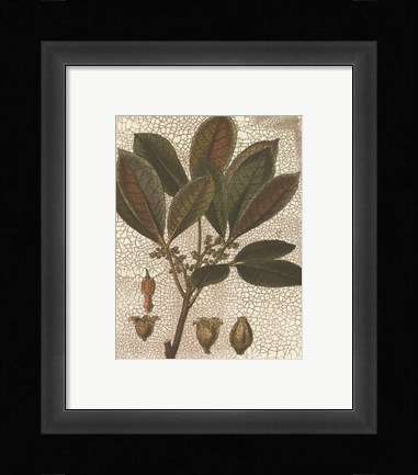 Framed Leaves III Print