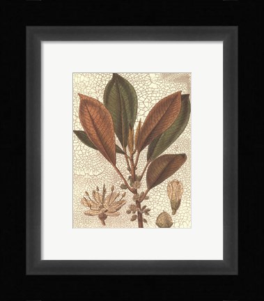 Framed Leaves IV Print