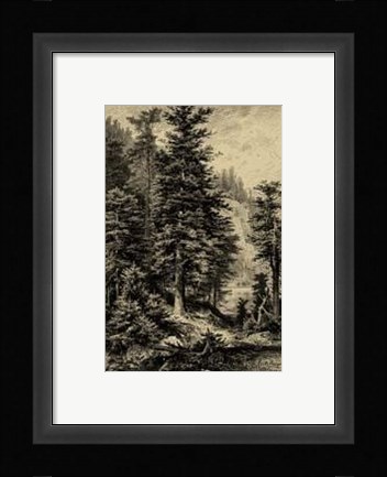 Framed Noble Fir Print