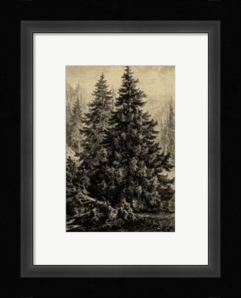 Framed Spruce Pine Print